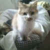 Benji